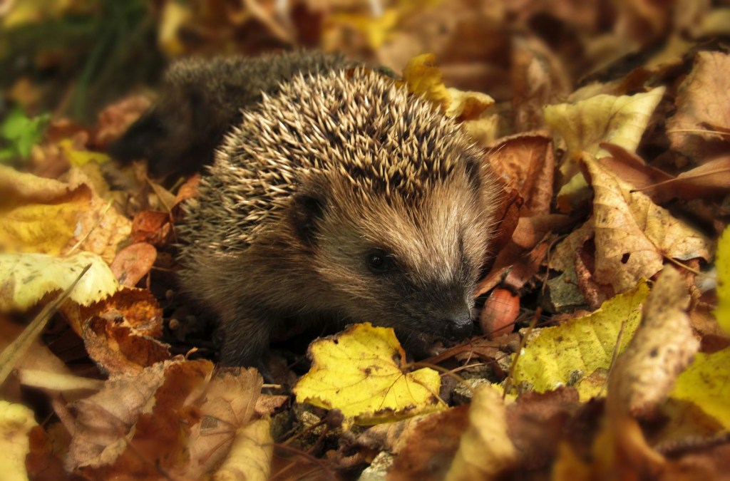 A small hedgehog crawling in a bunch of brown autumn leaves.
