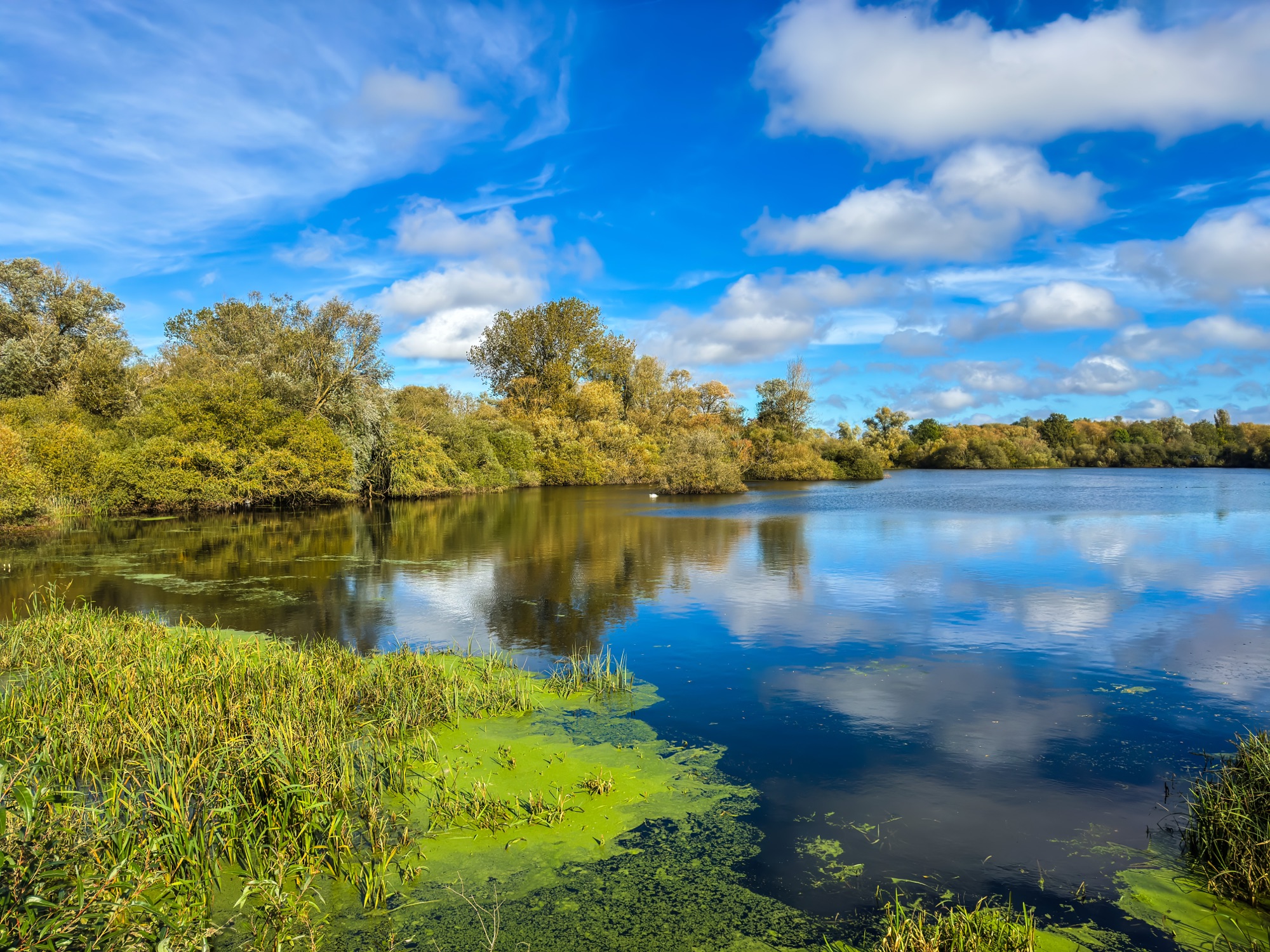 A tranquil lake surrounded by lush green vegetation and trees, reflecting a bright blue sky with scattered white clouds. The calm water has patches of green algae near the shore, blending into the natural landscape. The scene exudes a peaceful, serene atmosphere with hints of autumnal colours in the foliage.