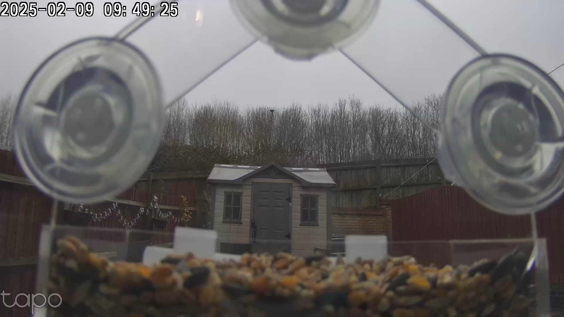 Bird Feeder Setup: Capturing Nature Live