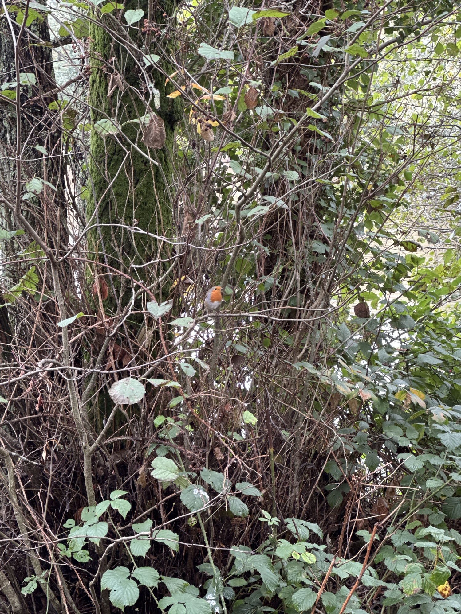 A small European robin with an orange-red breast and face is perched on a thin branch amidst a dense tangle of brambles and undergrowth. The bird stands out against the muted greens and browns of the surrounding foliage, which consists of moss-covered tree trunks, thorny branches, and a mix of green and yellowing leaves. The scene has an overgrown, wild feel, with the robin adding a touch of colour and life to the natural setting.