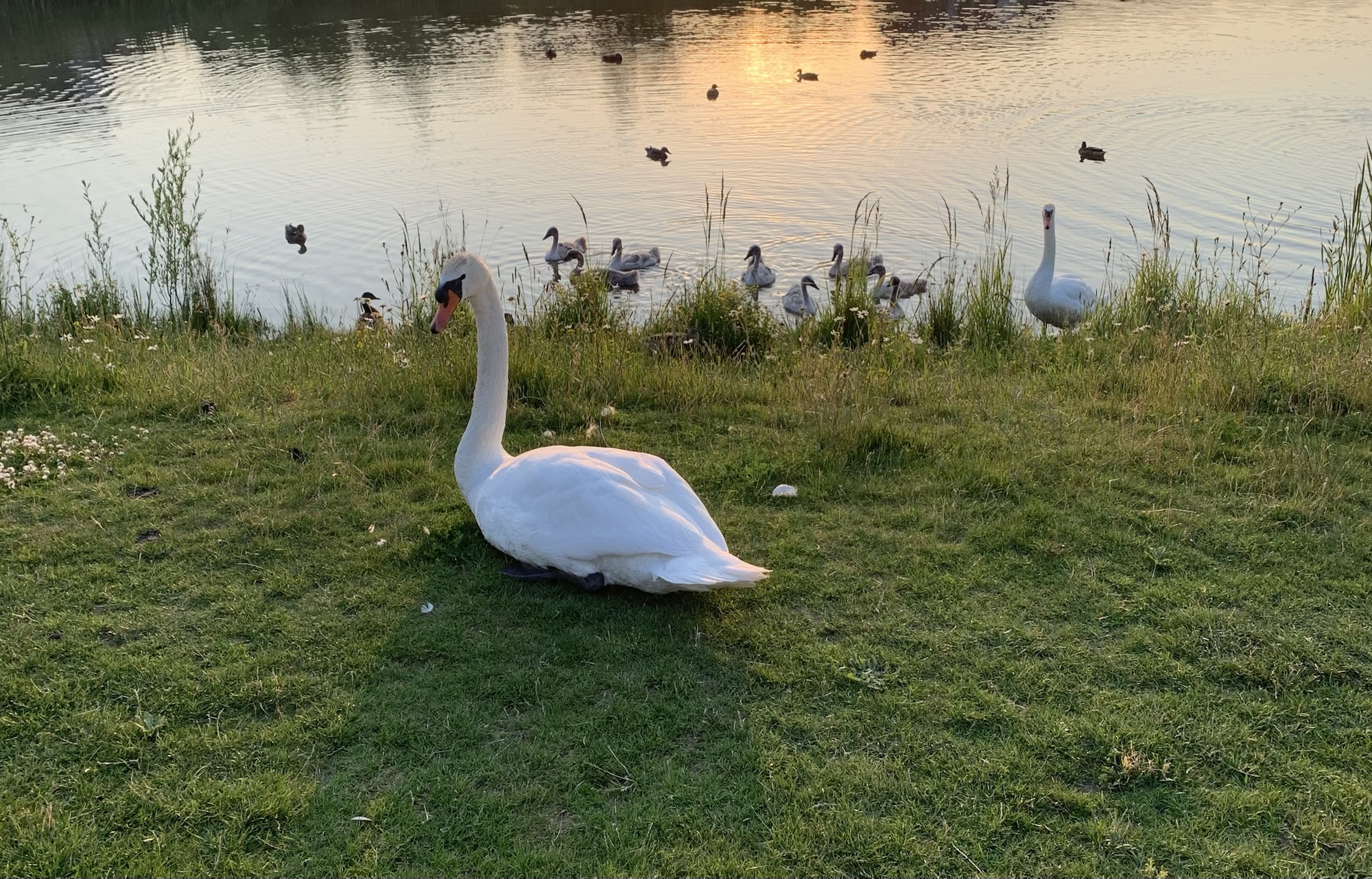 A white swan is resting on a patch of green grass near the edge of a calm lake during sunset. In the background, another swan stands near the water, and a group of cygnets swims nearby, surrounded by ducks gliding across the reflective surface. The golden light of the setting sun casts a warm glow on the scene, highlighting the peaceful atmosphere. The grassy foreground has patches of wildflowers and small white blossoms scattered throughout.