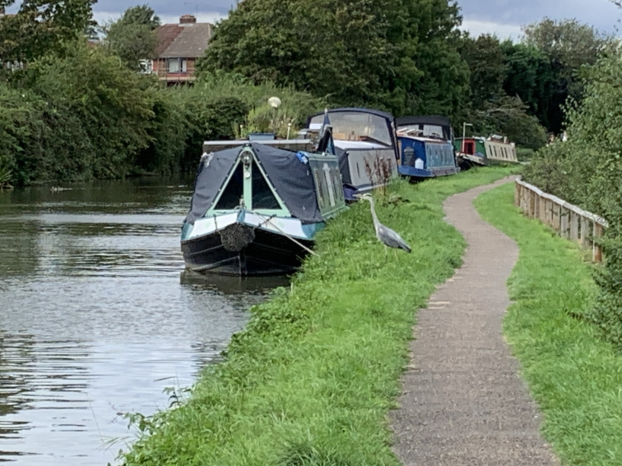 A canal with several narrowboats moored along the left side. A narrow, paved path runs alongside the canal on the right, bordered by green grass. A heron stands on the grass near the path. Trees and bushes line the canal, and houses are visible in the background.