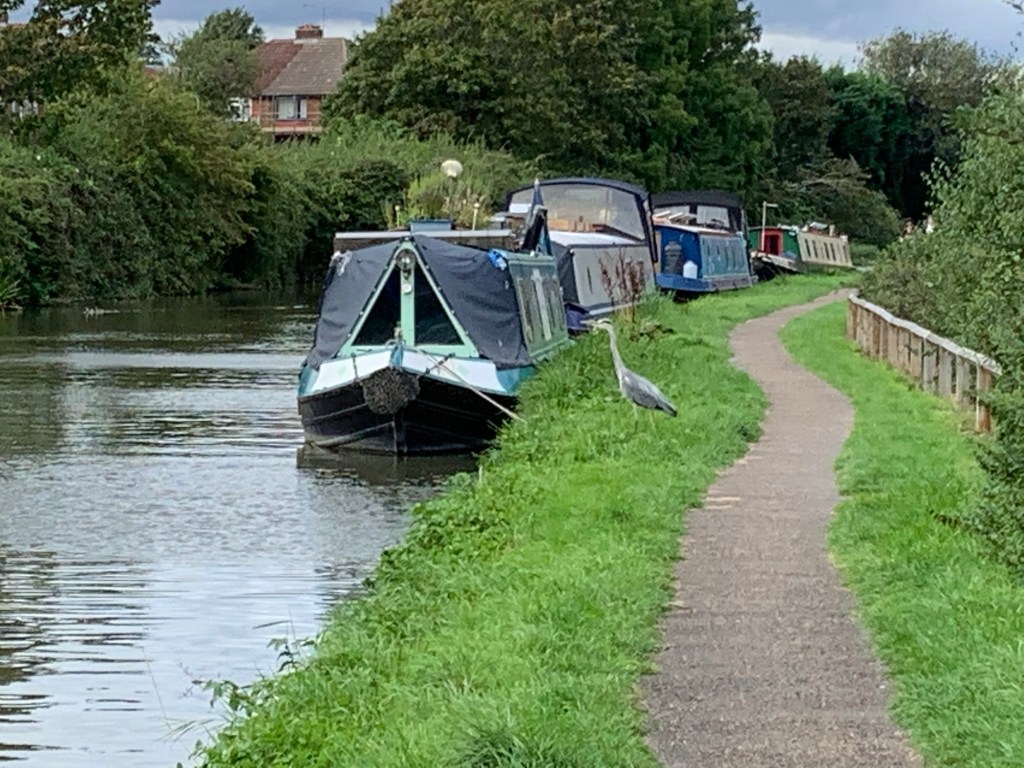 A canal with several narrowboats moored along the left side. A narrow, paved path runs alongside the canal on the right, bordered by green grass. A heron stands on the grass near the path. Trees and bushes line the canal, and houses are visible in the background.