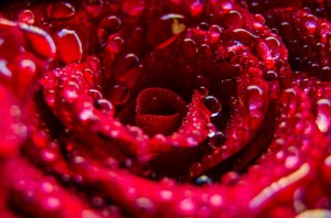 Close-up image of a red rose with water droplets on its petals. The image captures the intricate details of the rose's petals and the glistening water droplets, highlighting the texture and vibrant color of the flower.