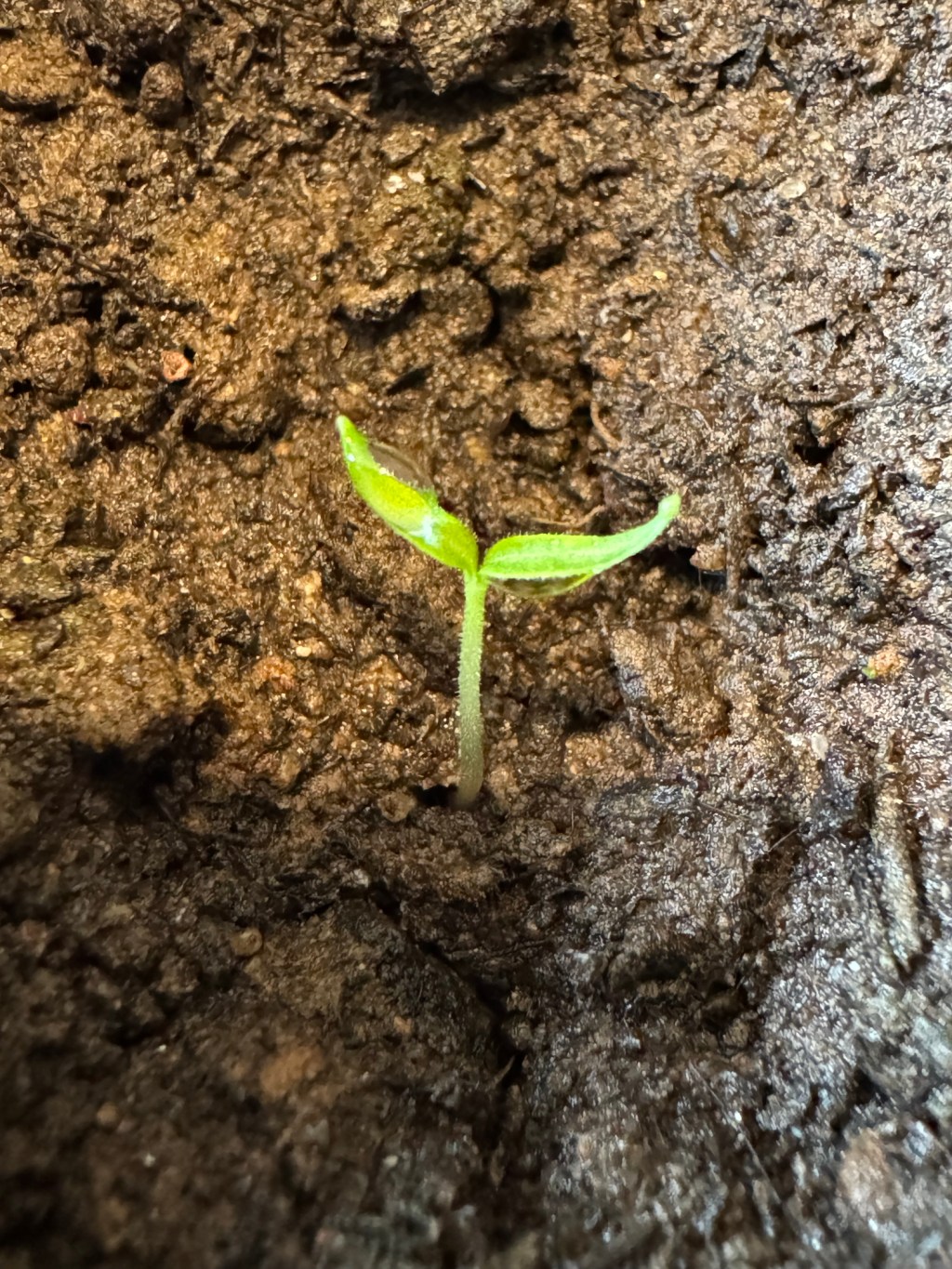 A tiny Biquinho Red (Pearl Pepper) seedling emerging from dark, moist soil. The seedling has two small, bright green cotyledon leaves with a slight fuzz on the stem.