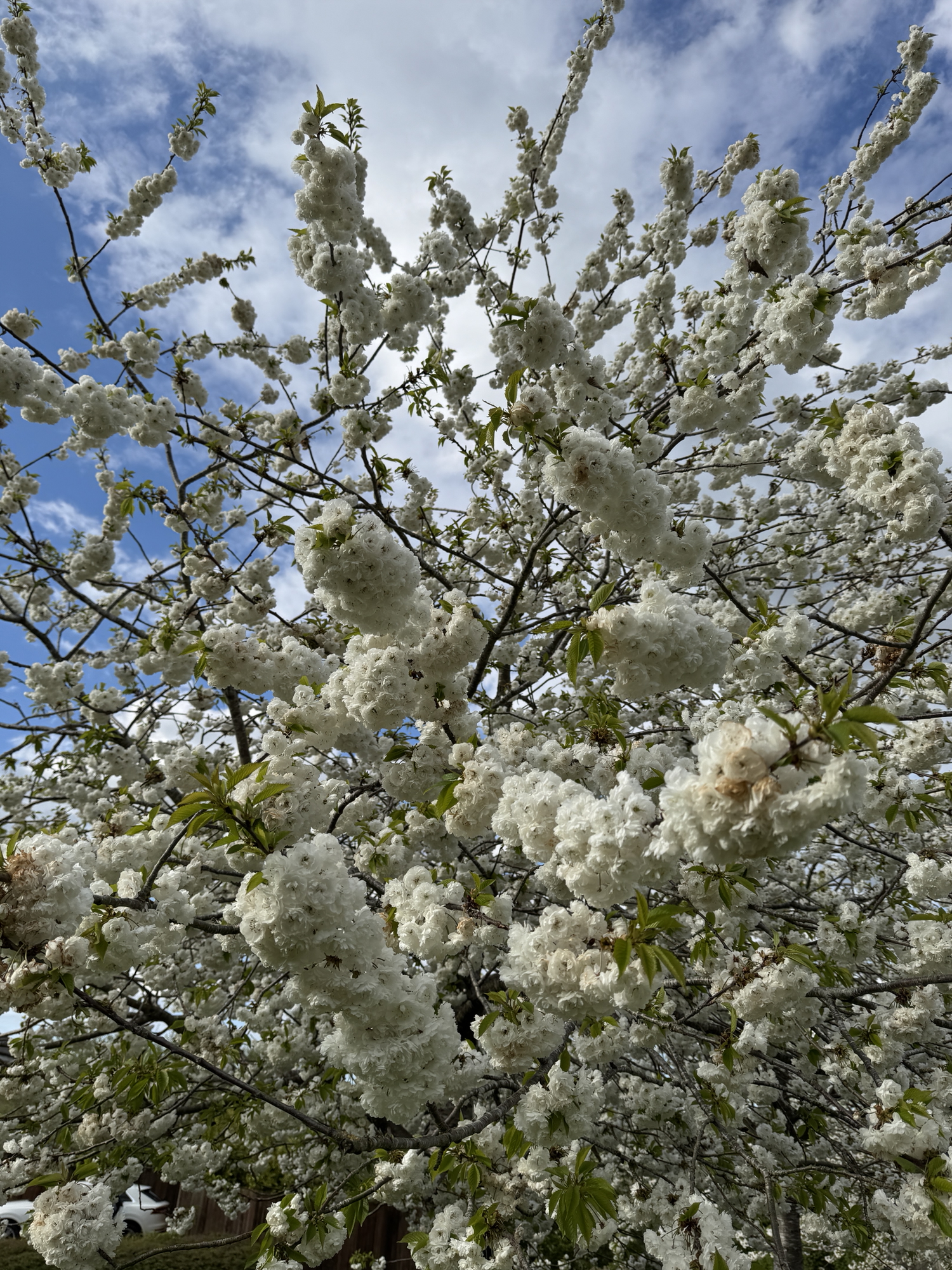 Discovering Spring’s Beauty: A Moment with Nature