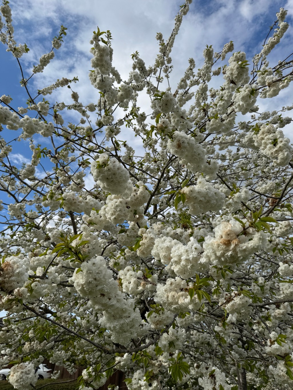 White cherry blossoms cover the branches of a tree, set against a partly cloudy blue sky.