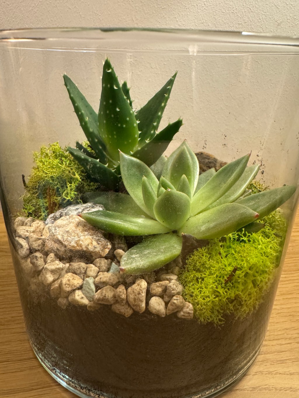 Transform Your Space with a Mini Succulent&nbsp;Garden